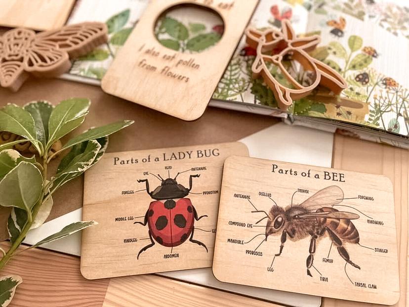 5 Little Bears | Bug Anatomy Card Set